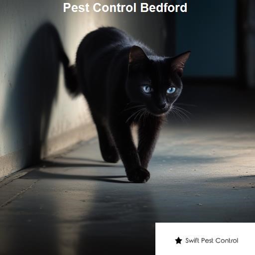 Pest Control Bedford