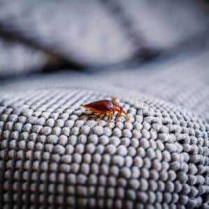 Bed Bug Treatment